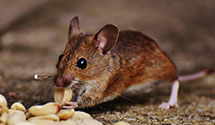 24 Hour & Emergency Exterminators in Millersville, OH